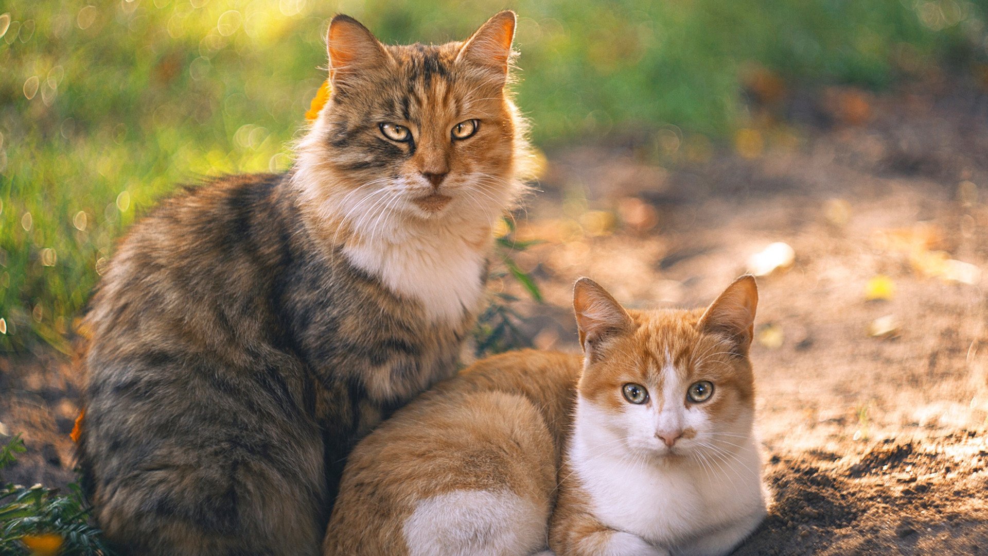 格纳布里，从锋线刺客到扛旗领袖，独造3球诠释何为逆境王牌